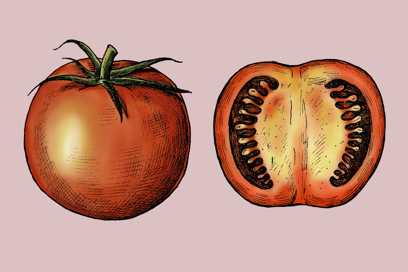 有机鲜切番茄插画