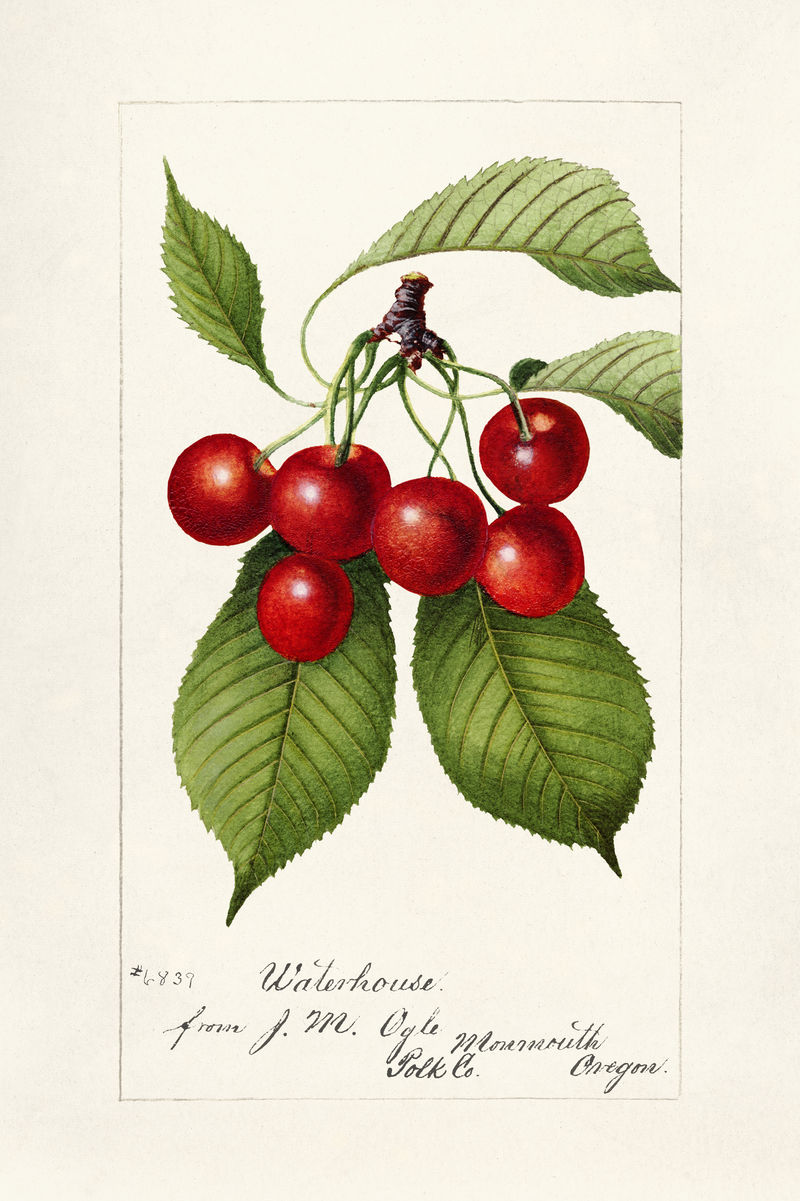 樱桃插画模型的复古分支