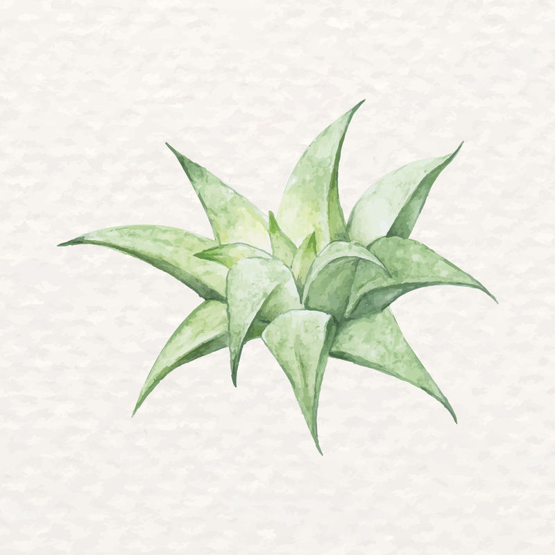 沙漠多汁水彩芦荟