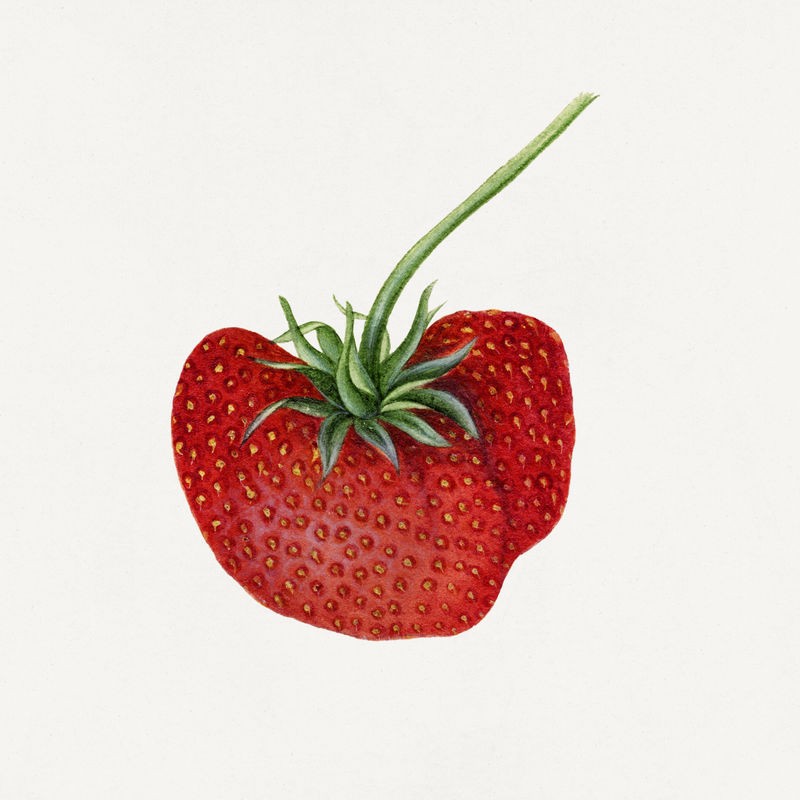 复古草莓插画模型