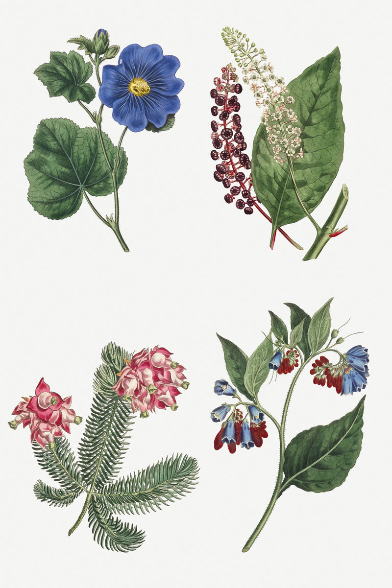 一套盛开的古董花