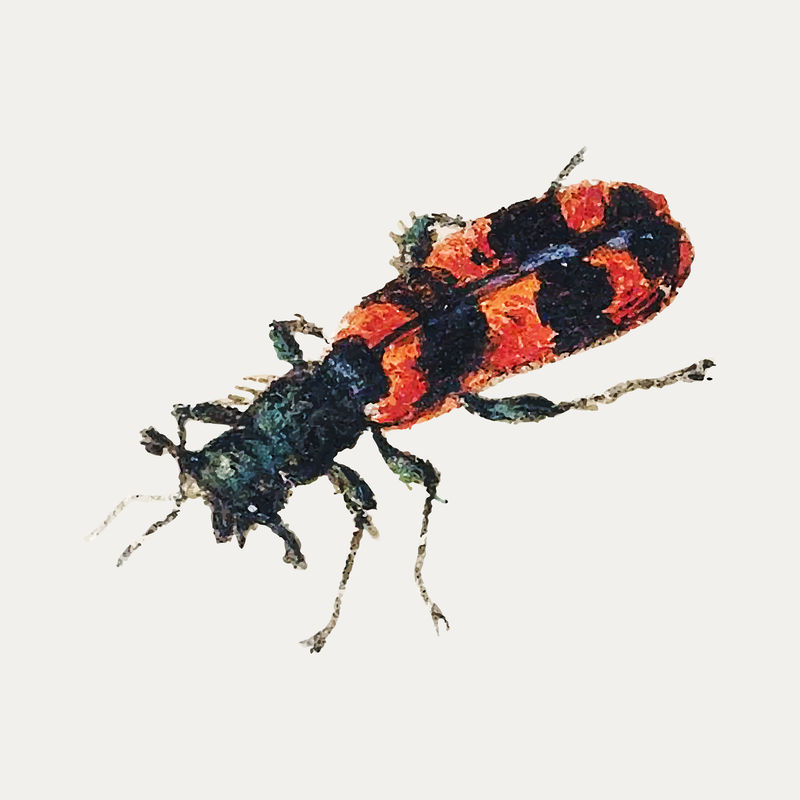 复古昆虫图解矢量