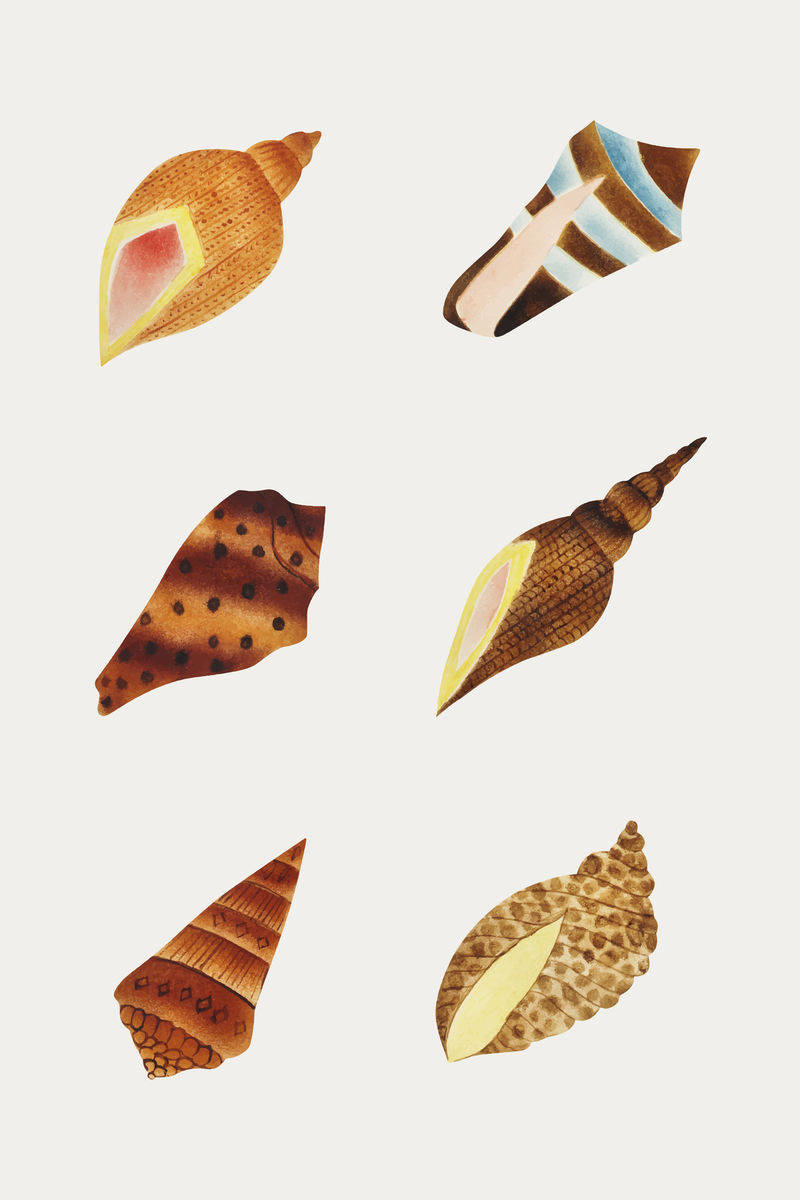 海贝套复古插图向量