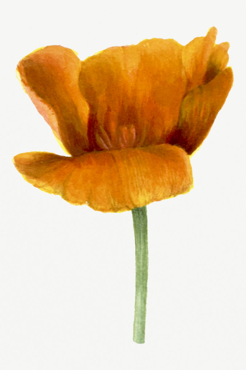 加州罂粟花植物插图