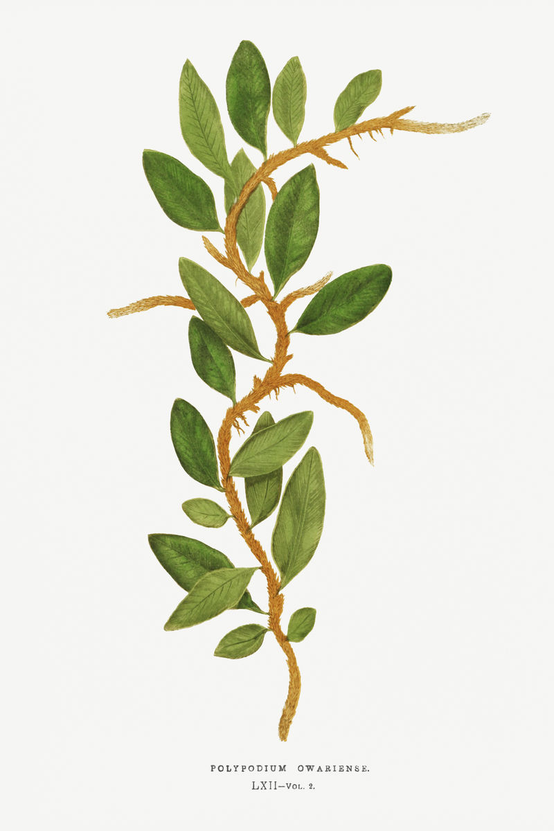 水龙骨粉蕨复古插图模型