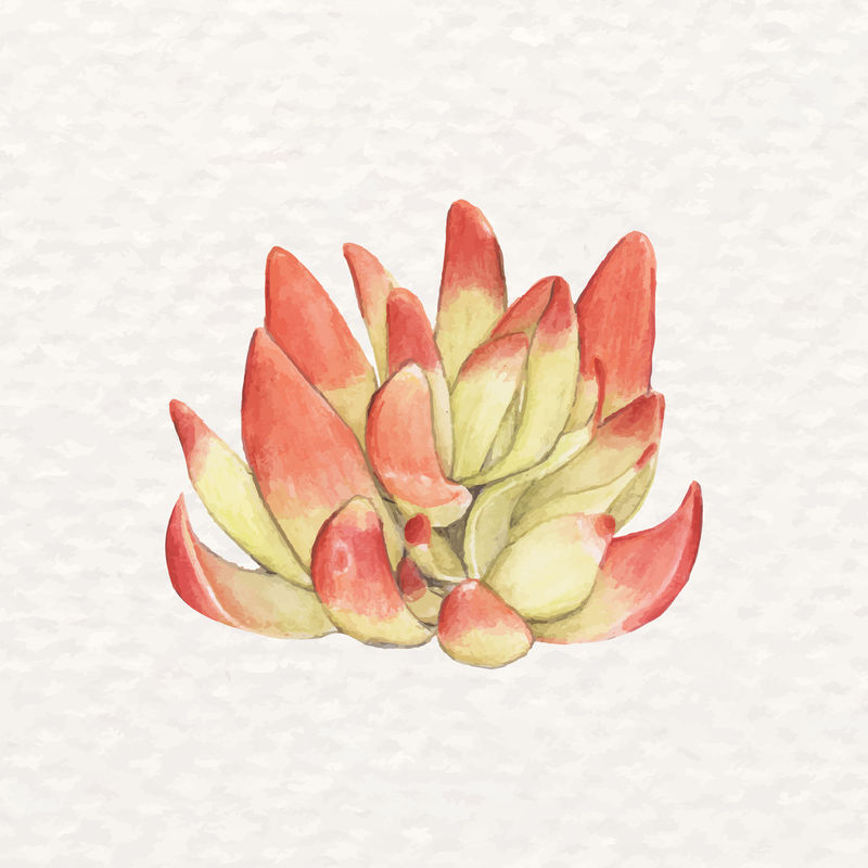 水彩画沙漠多汁小头草