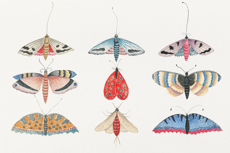 来自18世纪史密森博物馆的复古水彩作品