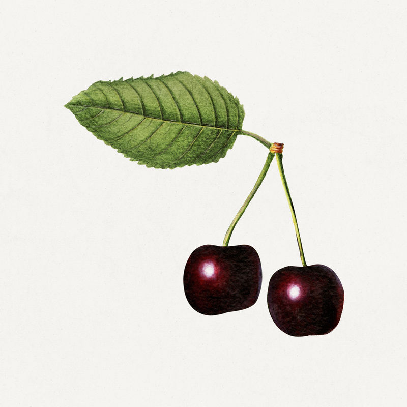 复古黑樱桃插图模型