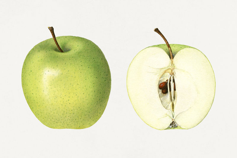 古董青苹果插图模型