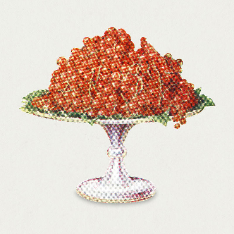 复古手绘红醋栗插图