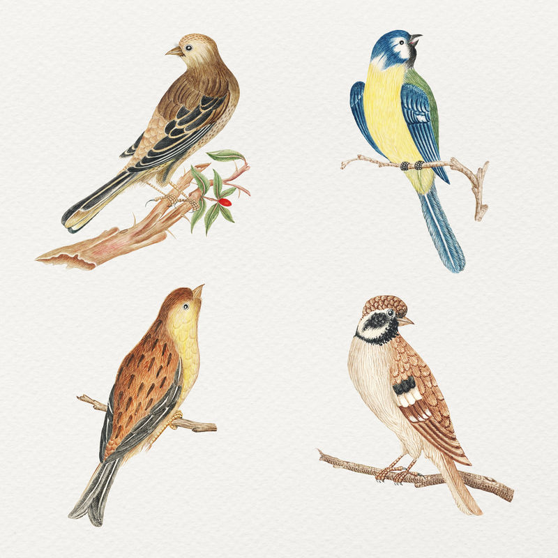 Psd小鸟水彩套装从史密森尼档案馆18世纪的艺术品中重新混合而成