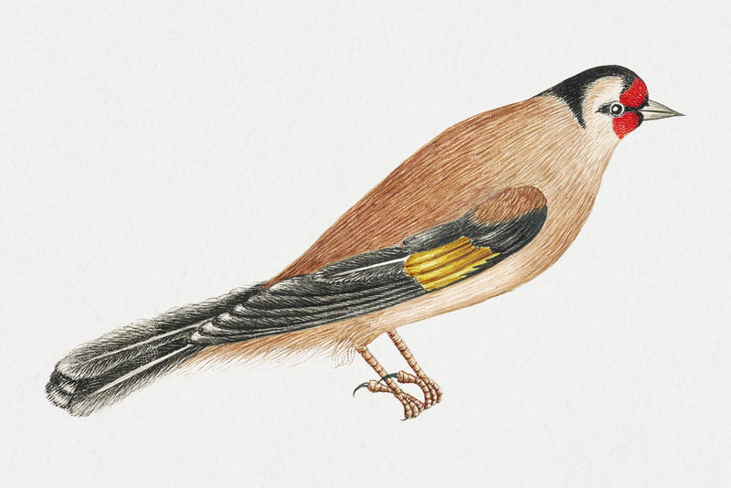 布朗鸟psd从18世纪的史密森档案馆的艺术品重新混合