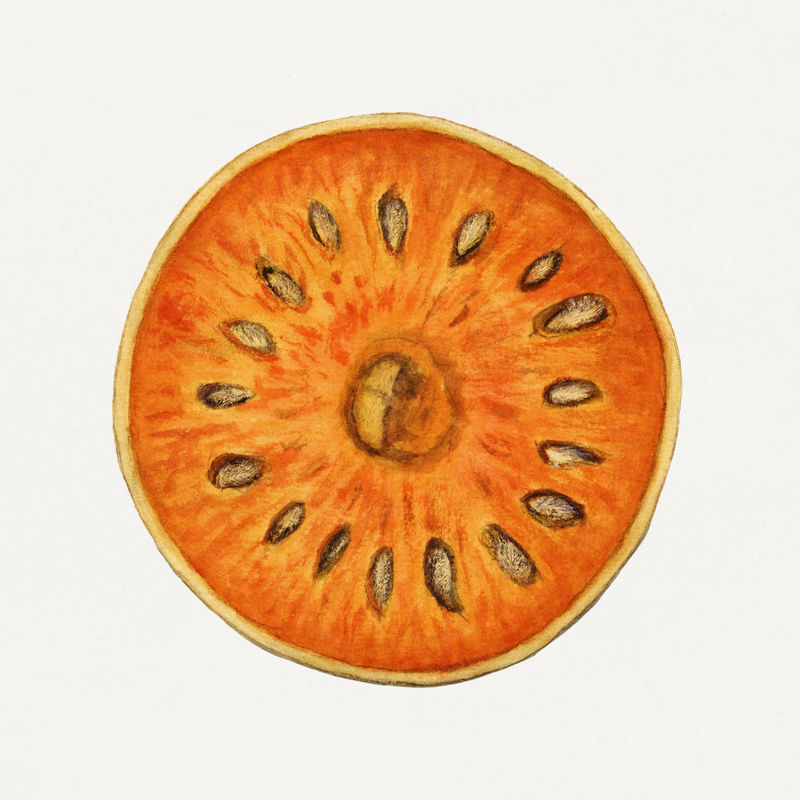 经典印度bael插图模板