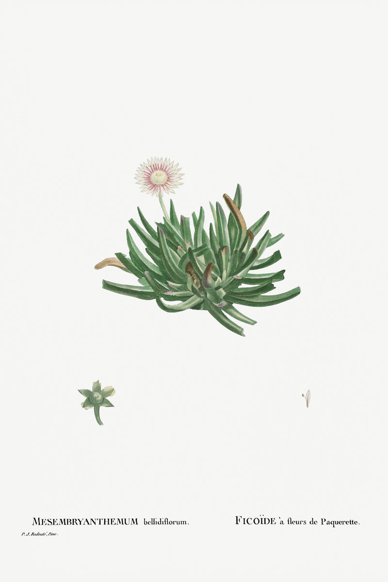 手绘贝里迪弗洛姆(Acrodon Bellidiflorus)插图