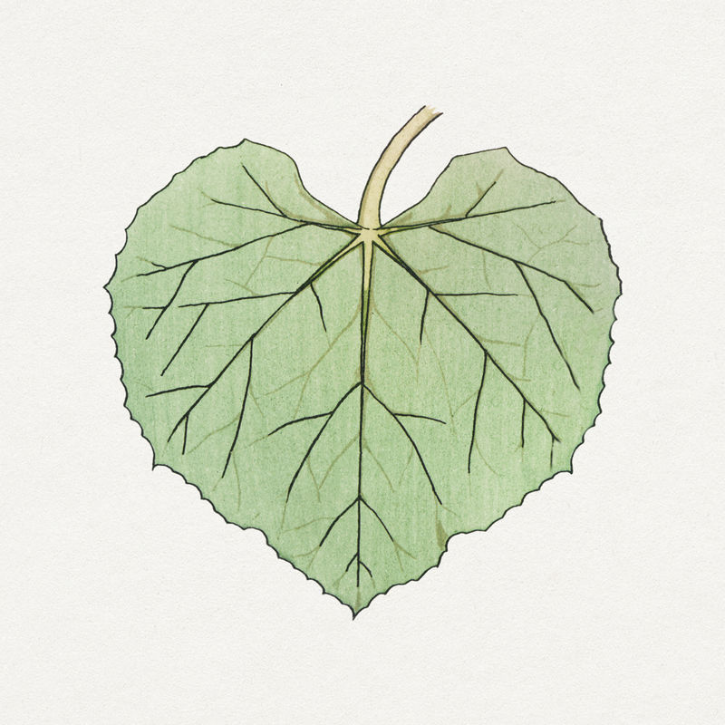 葫芦叶子怎么画简单图片