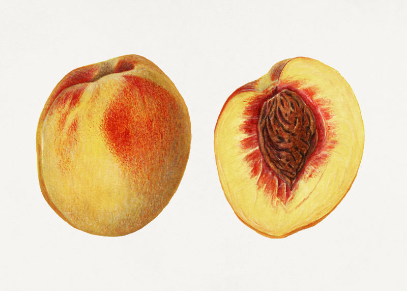 经典桃子插图模型