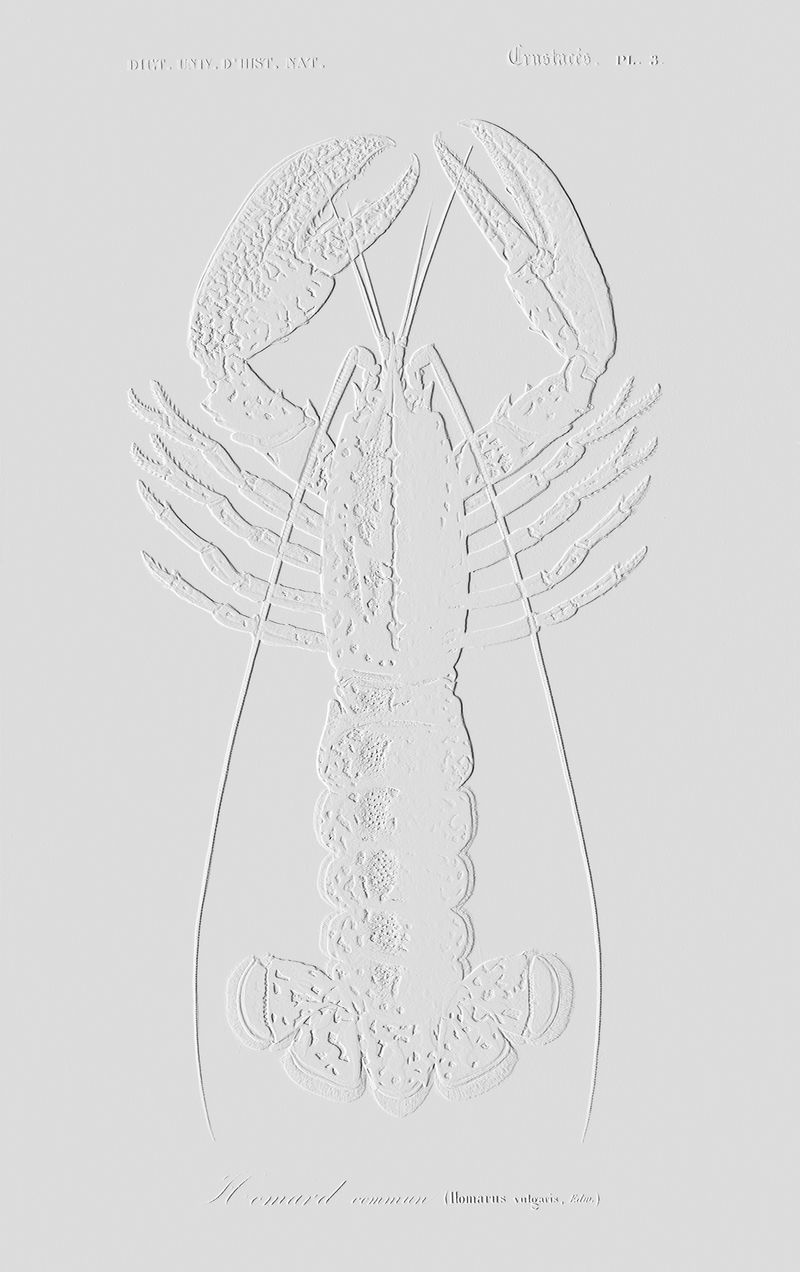 浮雕深红色小龙虾（帕莱蒙或纳图姆）复古墙艺术印刷海报设计混搭从原来的艺术品