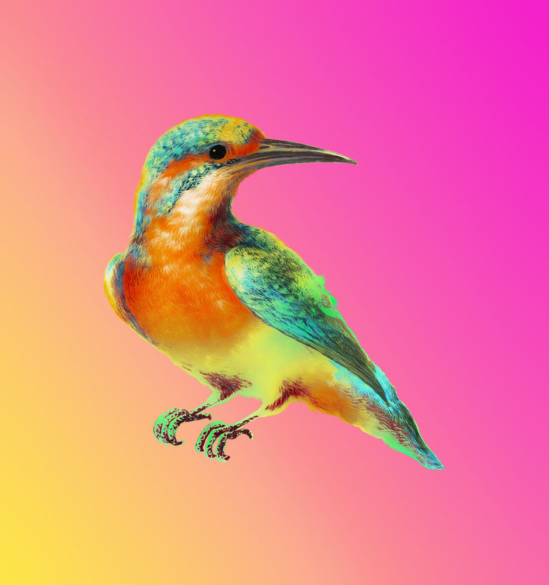 普通翠鸟插图模型