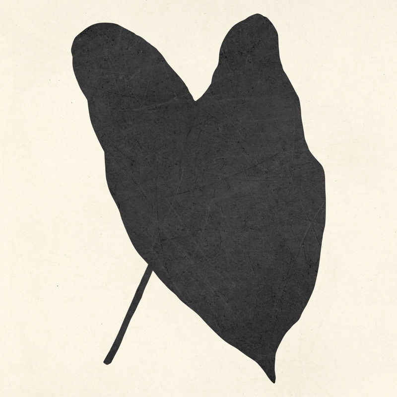 Psd黑色炉甘蓝玫瑰花蕾大象耳朵叶子复古插图贴纸