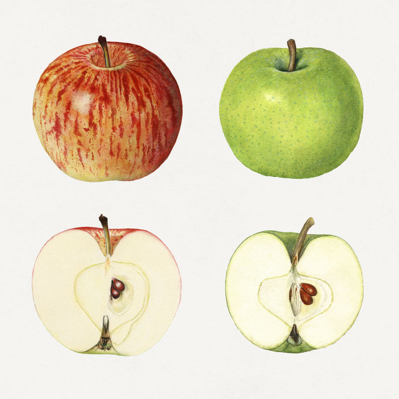 精致的手绘新鲜苹果套装