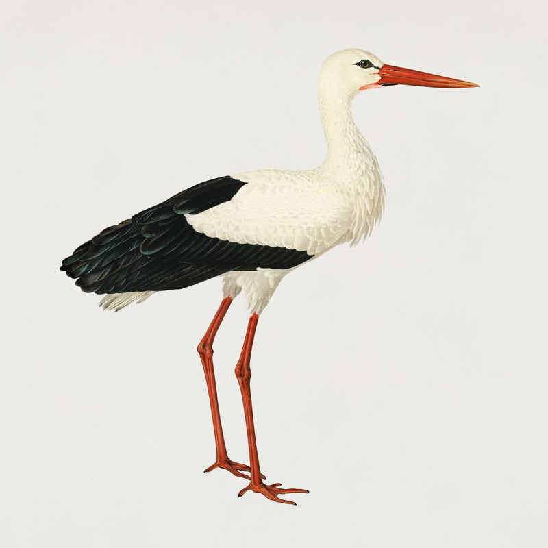 复古白鹳鸟手绘