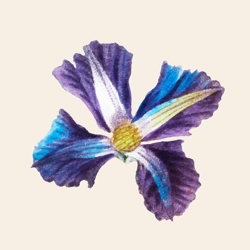 古典铁线莲花矢量手绘插图