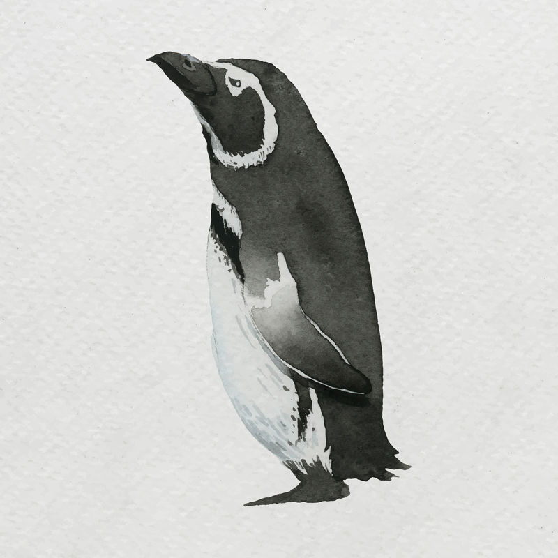水彩画企鹅在白色画布向量