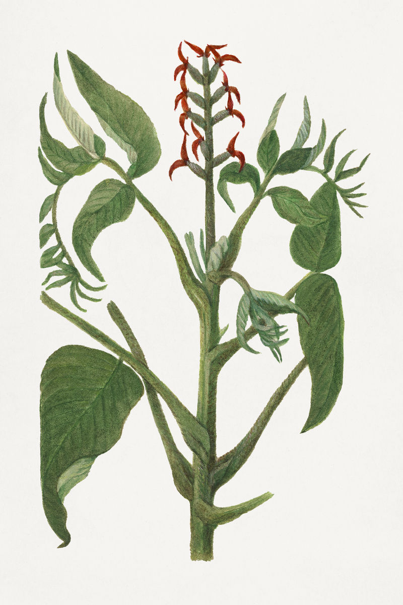 老式日本胡桃枝插图模型