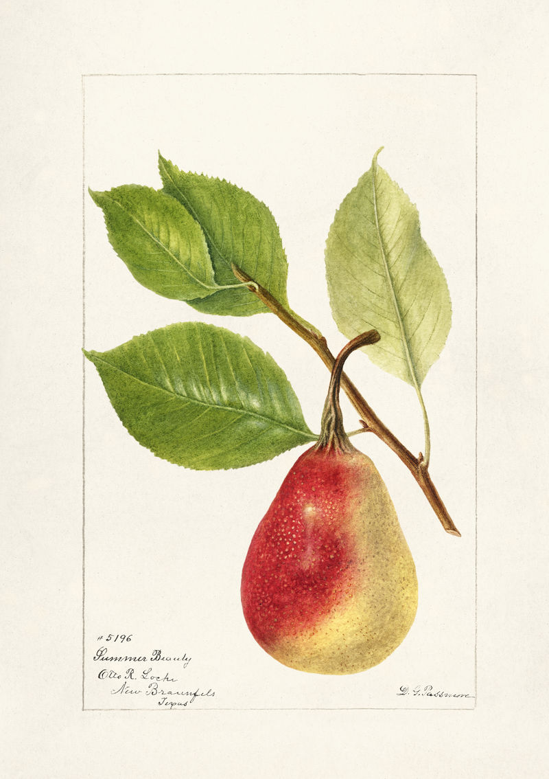 复古桃枝插图模型