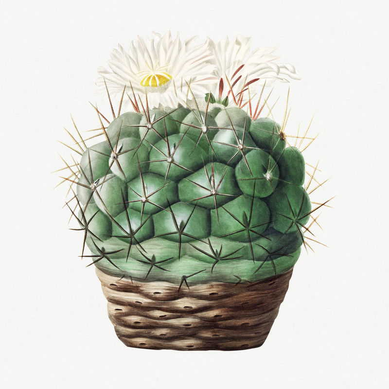 复古仙人掌六角仙人掌设计元素