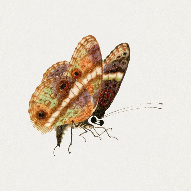 Psd蝴蝶昆虫复古图