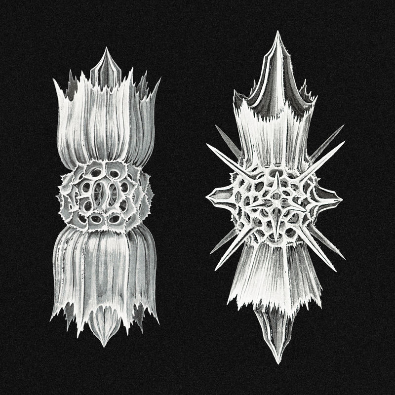 黑色背景上的复古海洋生物插图