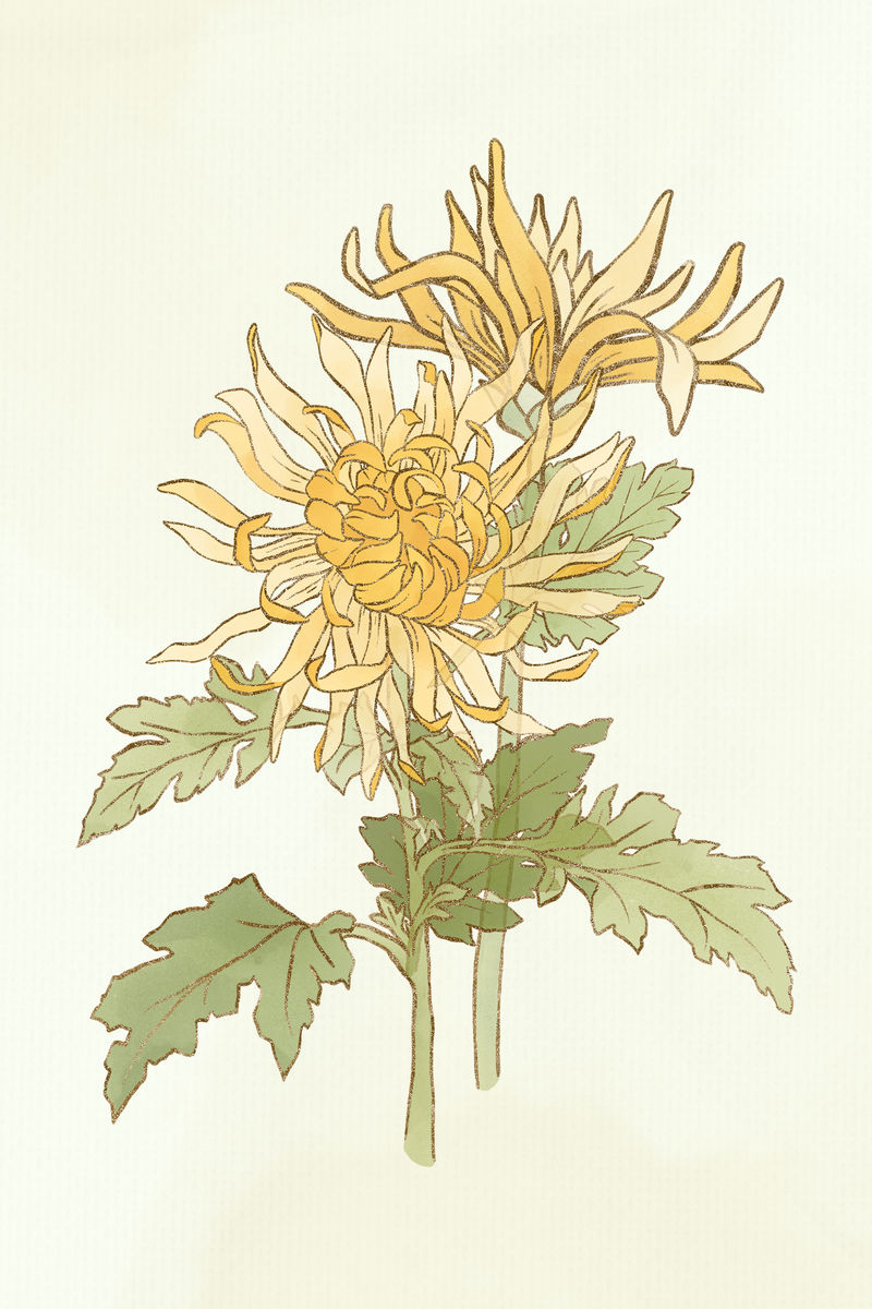 手绘菊花psd设计元素