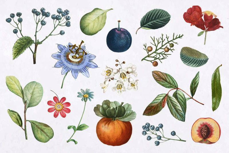 水果和花卉psd复古套装手绘插图