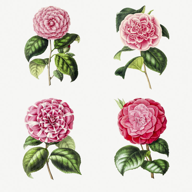 手绘茶花图案元素套装