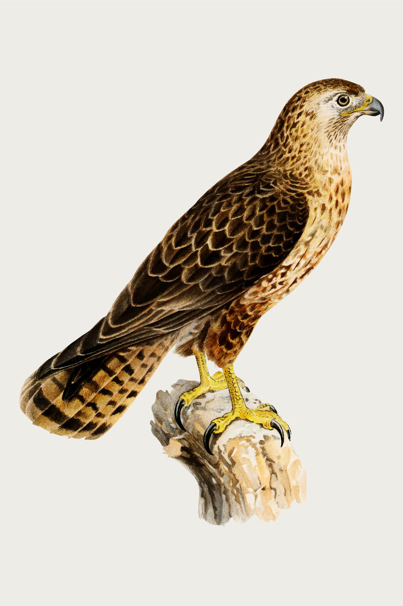 矢量秃鹰鸟手绘