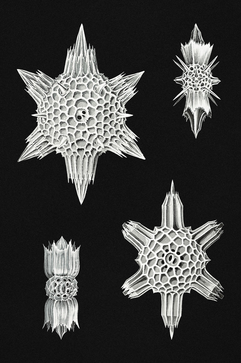 复古海洋生物插图集