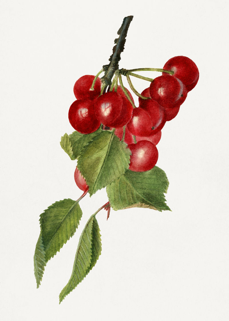 樱桃插画模型的复古分支