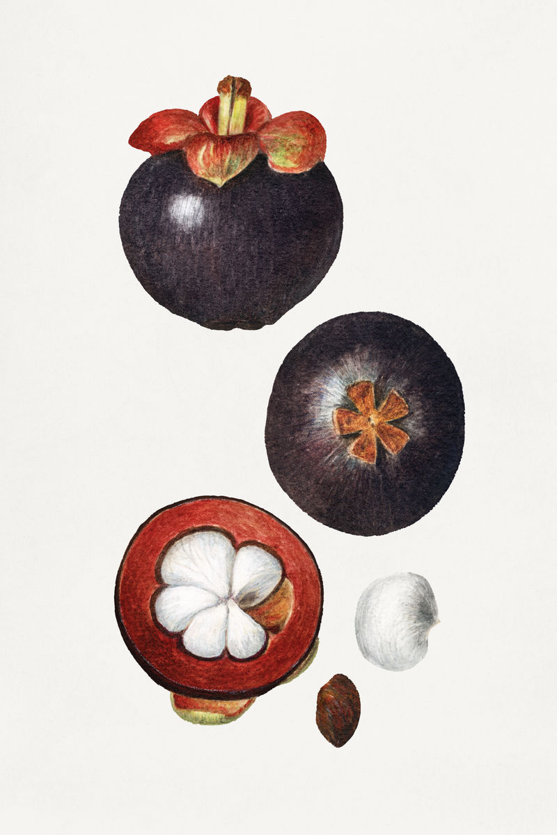 复古山竹插图模型