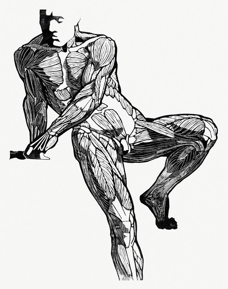 人体解剖学psd印刷品由Reijer Stolk的艺术作品混合而成