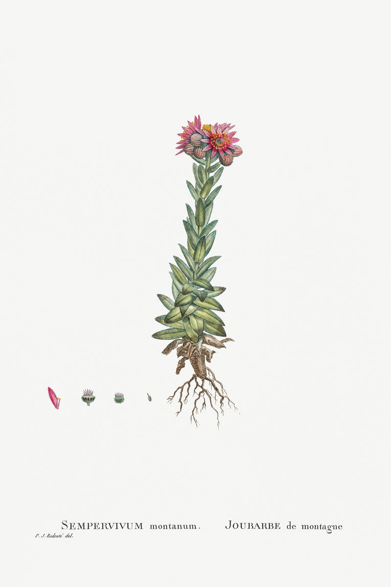 手绘Sempervivum Montanum(山韭菜)插图