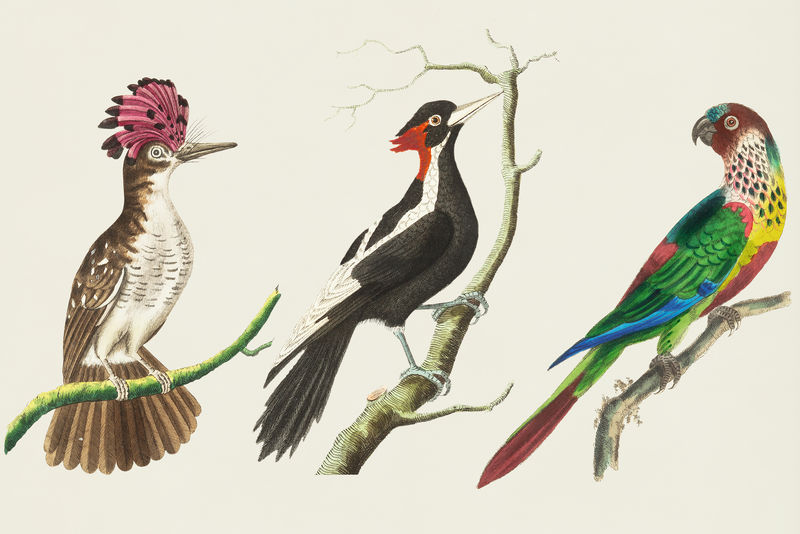 Psd bird复古剪贴画系列