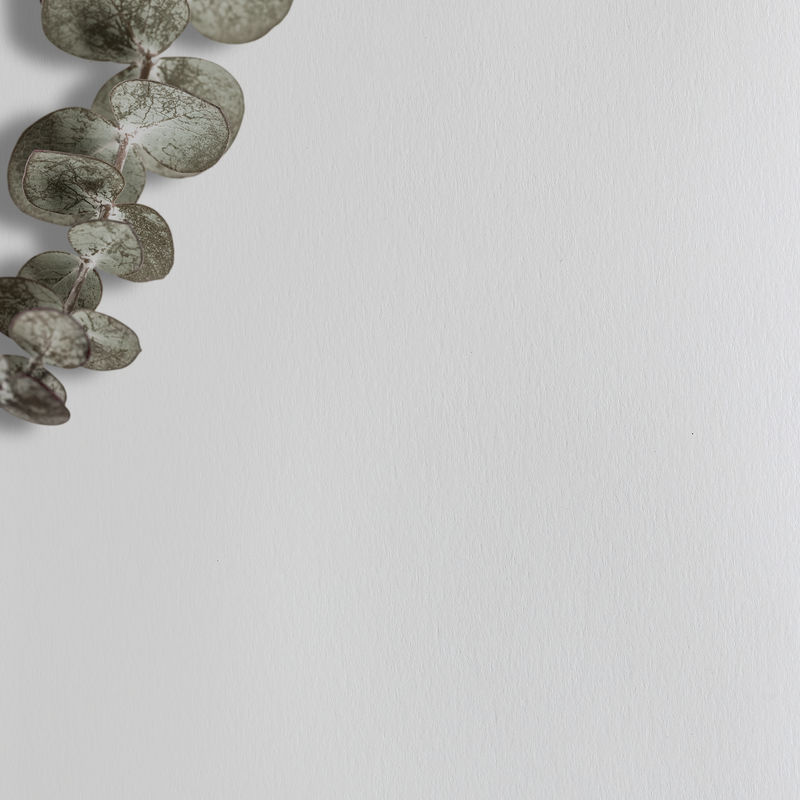 桉树枝灰色psd墙纸背景