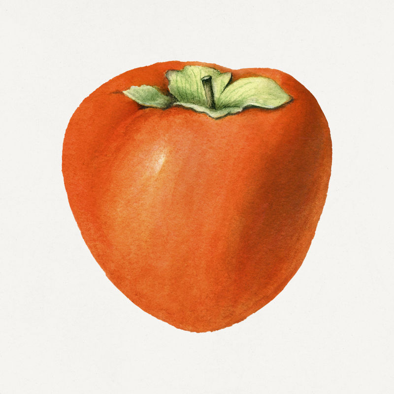 古典波斯插图模型