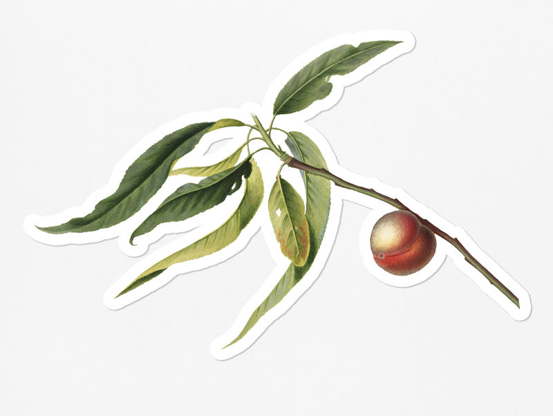 手绘白边桃果贴纸
