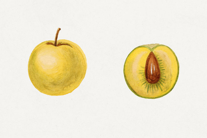 复古樱桃李子插图模型