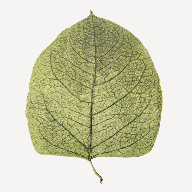 复古叶植物插图psd混合从韦尔塔尔和人类书