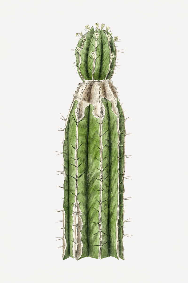 Psd植物仙人掌药用植物素描