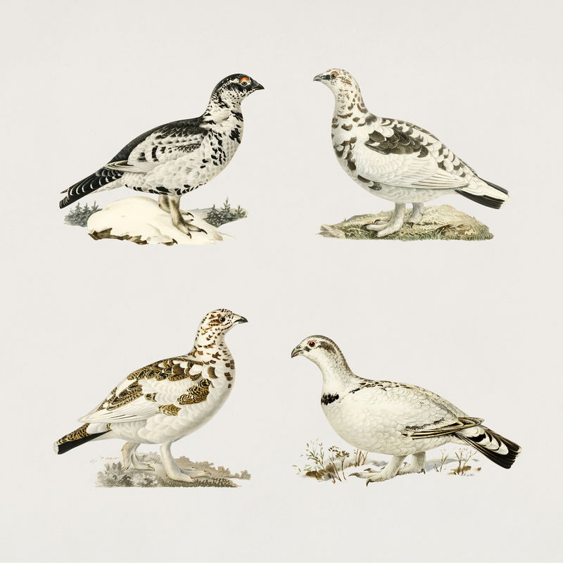 松鸡psd复古图纸集