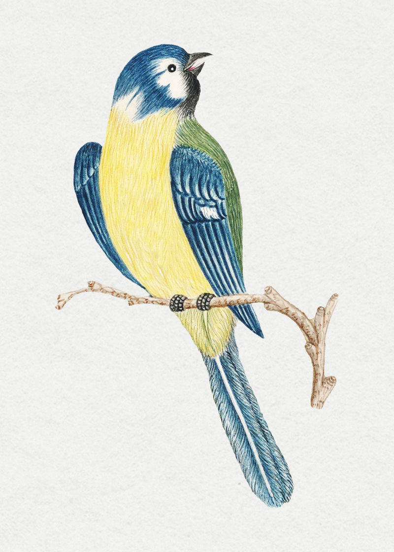 复古鸟插画从18世纪的艺术作品从史密森档案混合